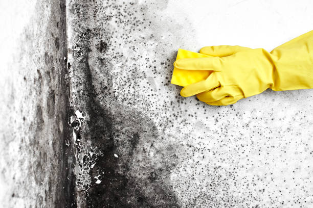 Best Industrial Mold Remediation in Preston, IA